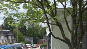 Una acera con coches aparcados, un árbol y un edificio de fachada blanca.