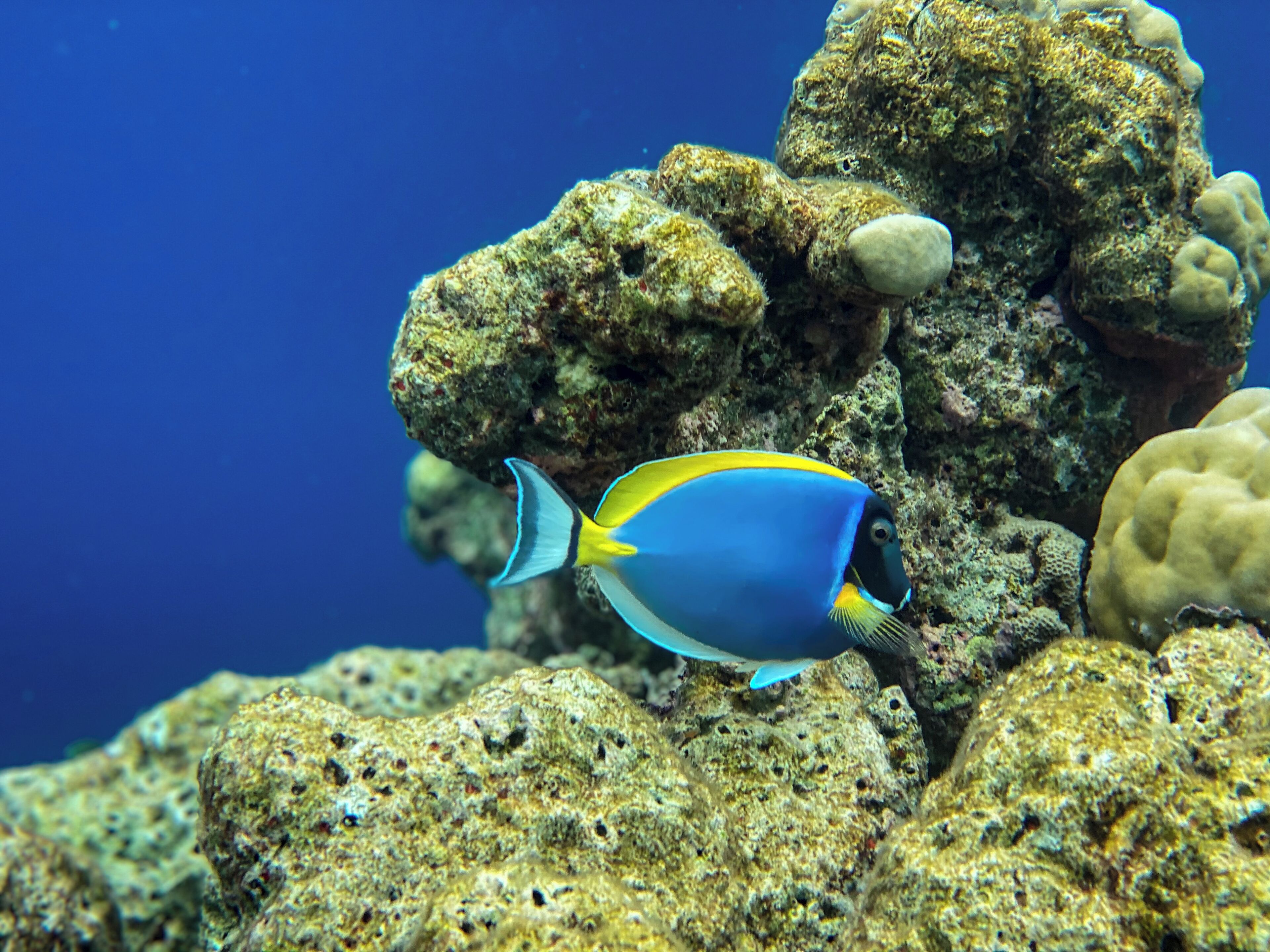 Un pez con franjas azules y amarillas nadando cerca de formaciones de coral.