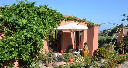 House between citrus