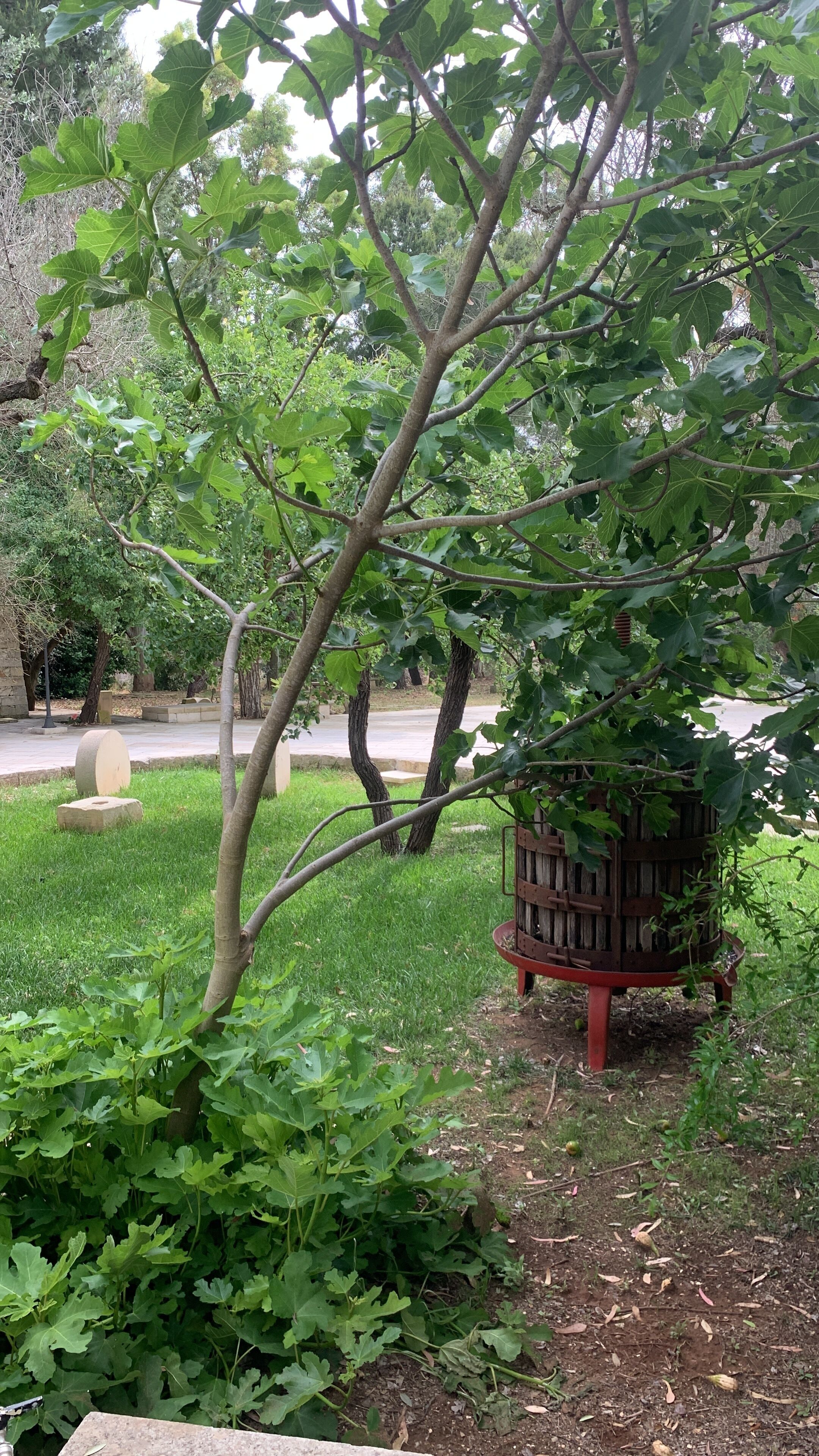 A tree with broad leaves in a landscaped area with a paved path and a wooden structure.