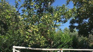 A garden with a white fence, various plants, and a tree with green fruits.