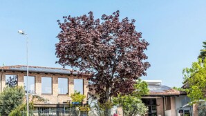 A building with a brick facade, large windows, and a tree in front. - Lovely apartment for 2 people with pool, WIFI, TV, patio and pets allowed (La Morra)