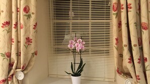 Een raam met een potorkidee, omlijst door gordijnen met een bloemenprint.
