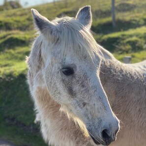 Property grounds - Escape to the Country (Rosebrook)