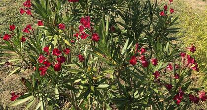 Maison de vacances avec piscine privée et vélos ,proche du marché de Riberac