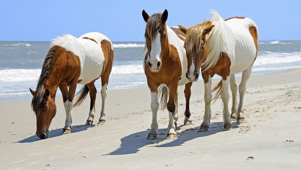Tres caballos en una playa arenosa con el océano al fondo.