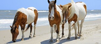 "Family Friendly Getaway" - Close to Assateague / Downtown Berlin / O.C.