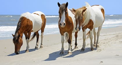 "Family Friendly Getaway" - Close to Assateague / Downtown Berlin / O.C.