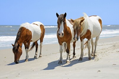 "Family Friendly Getaway" - Close to Assateague / Downtown Berlin / O.C.