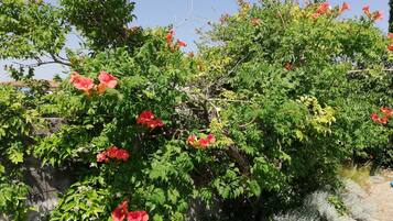 Jardín