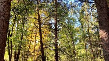 Ein Wald mit hohen Bäumen und blauem Himmel.