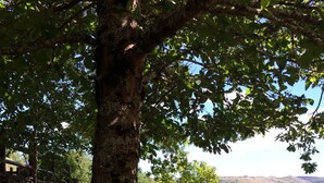 Un mur de pierre, une porte en bois et un arbre dans un espace verdoyant, avec vue sur des collines.