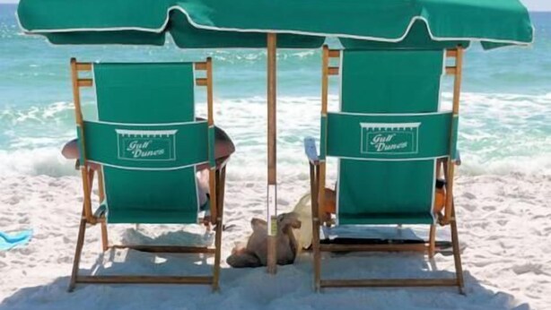 Dos sillas de playa con sombrillas verdes, identificadas con el lema "Golf Dreams", sobre una playa arenosa con el océano al fondo.