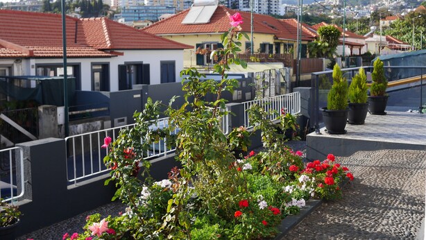 A rooftop garden with potted plants and flowers, a metal railing, and buildings in the background.