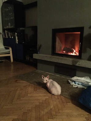 Una habitación con chimenea, un sofá y un gato sentado en el suelo.