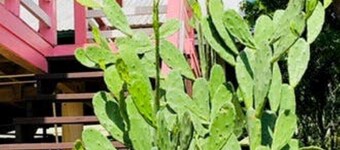 Pink Iguana house in a quiet & safe area close to center