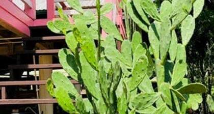 Pink Iguana house in a quiet & safe area close to center