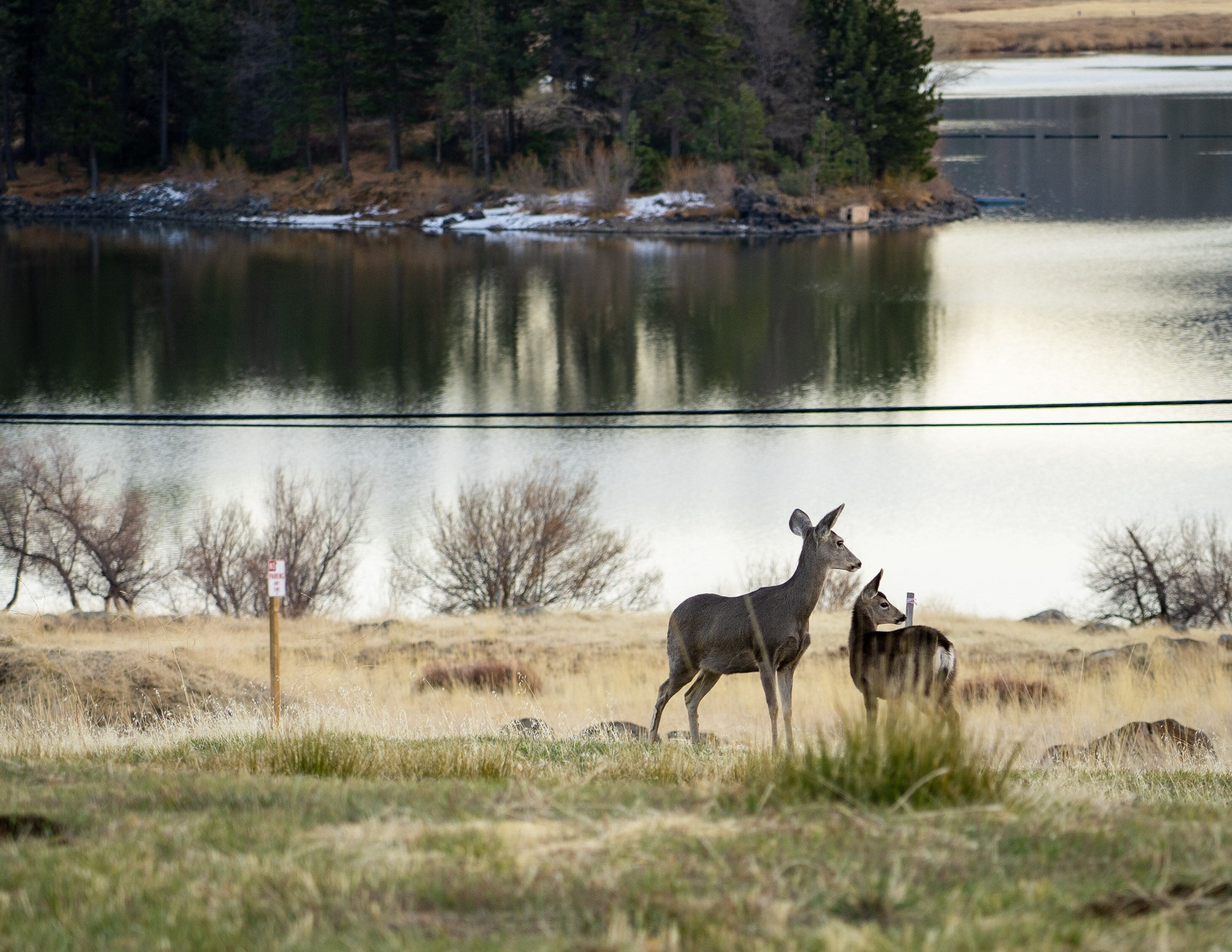 A lake with deer in the foreground and a forested area in the background.