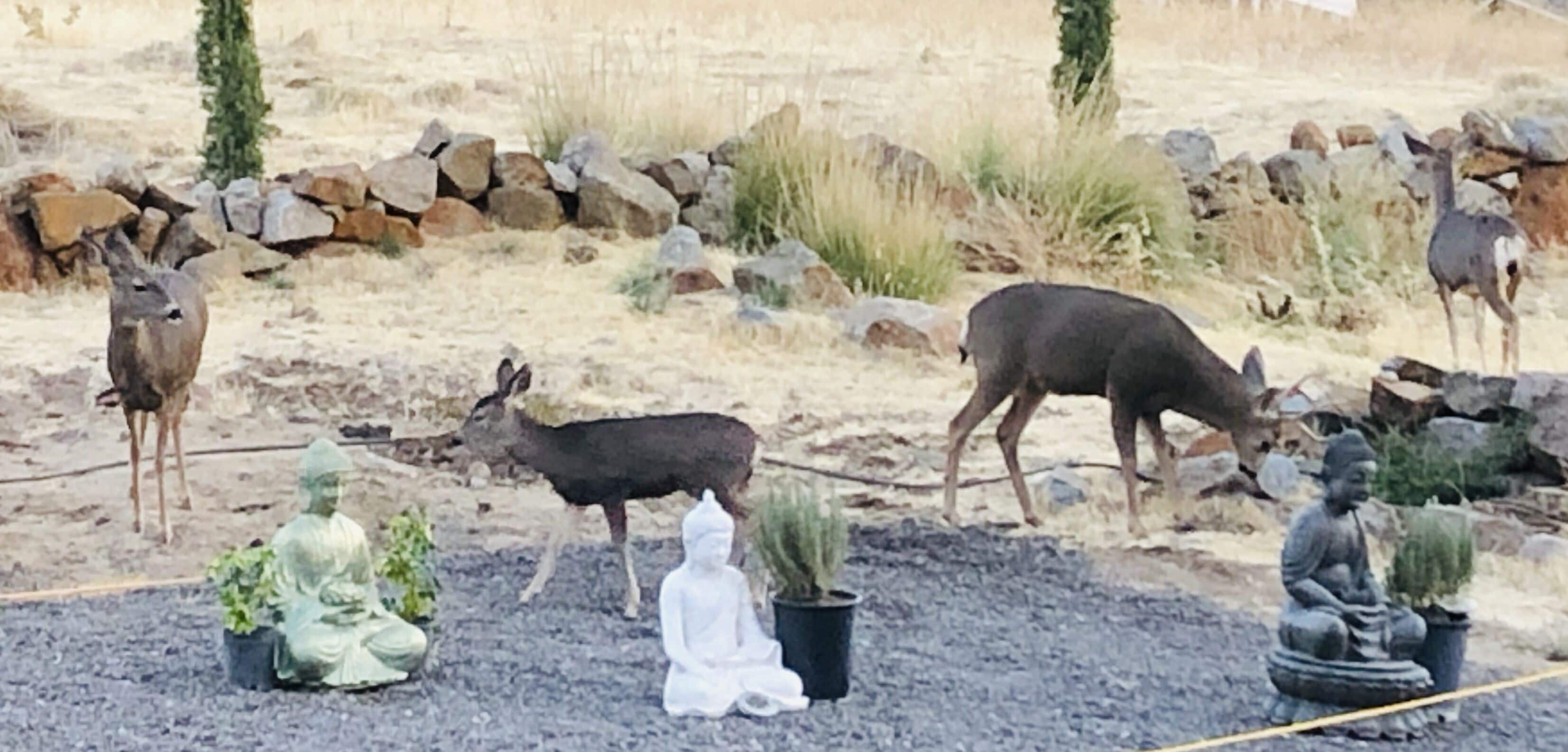 Un jardin orné de statues de cerfs, d’une figure en méditation et de plantes en pot.