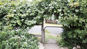 Una porta al jardí amb una tanca metàl·lica, envoltada de vegetació abundant i verdura.
