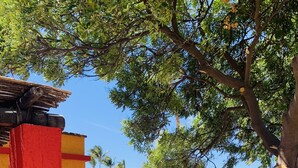 A courtyard with a red and yellow building, a tree, and cacti. - Casa Edilia - Smack in the middle of town/one block from the beach (Los Barriles)