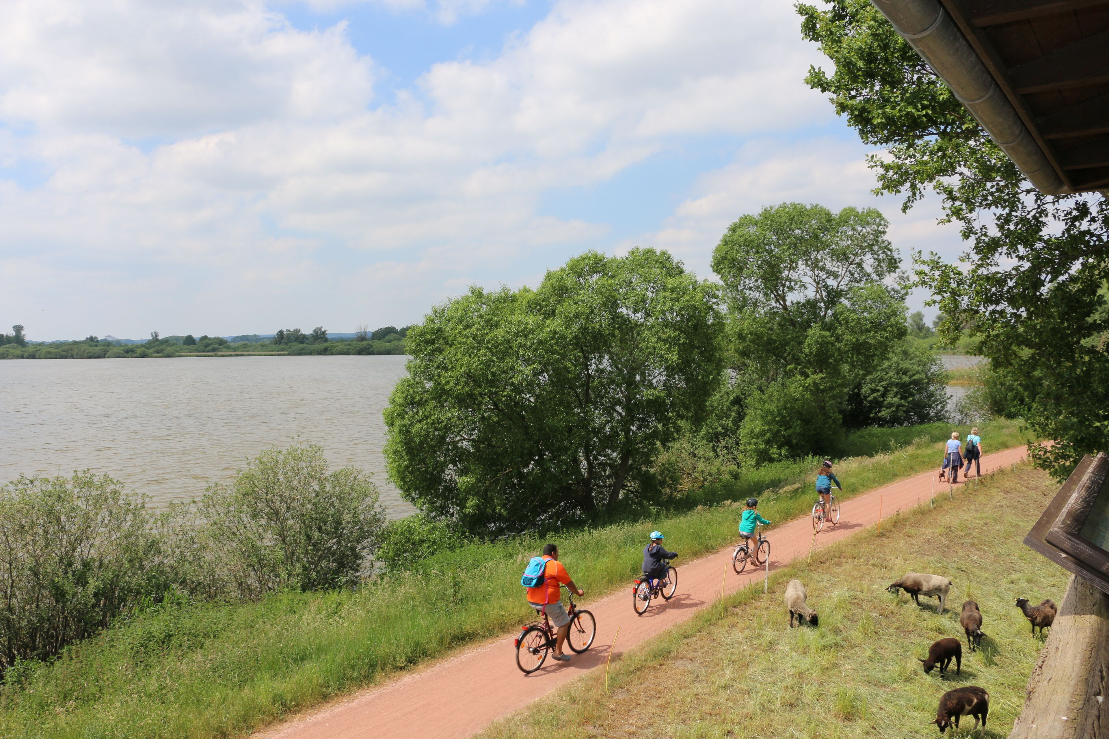 A dirt path beside a lake with cyclists and sheep grazing.