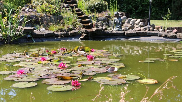 A pond with water lilies and a statue of a woman.