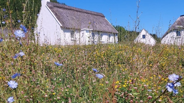 A white house with a thatched roof surrounded by a field of wildflowers. - Corofin Lake Cottage No 2 (Killinaboy)