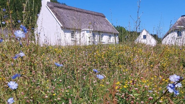 Una casa blanca amb teulada de palla envoltada d'un camp de flors silvestres.