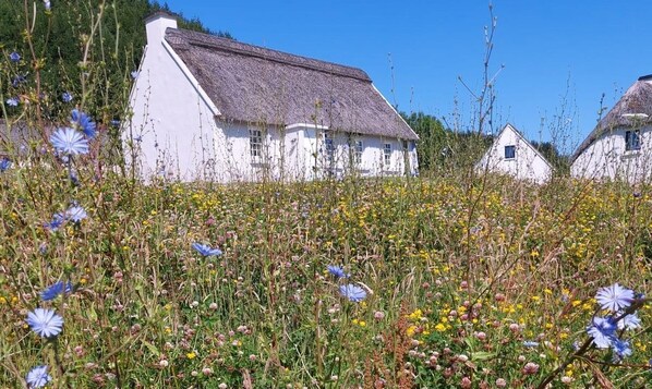 Cottage | Property grounds - Corofin Lake Cottage No 4 (Killinaboy)