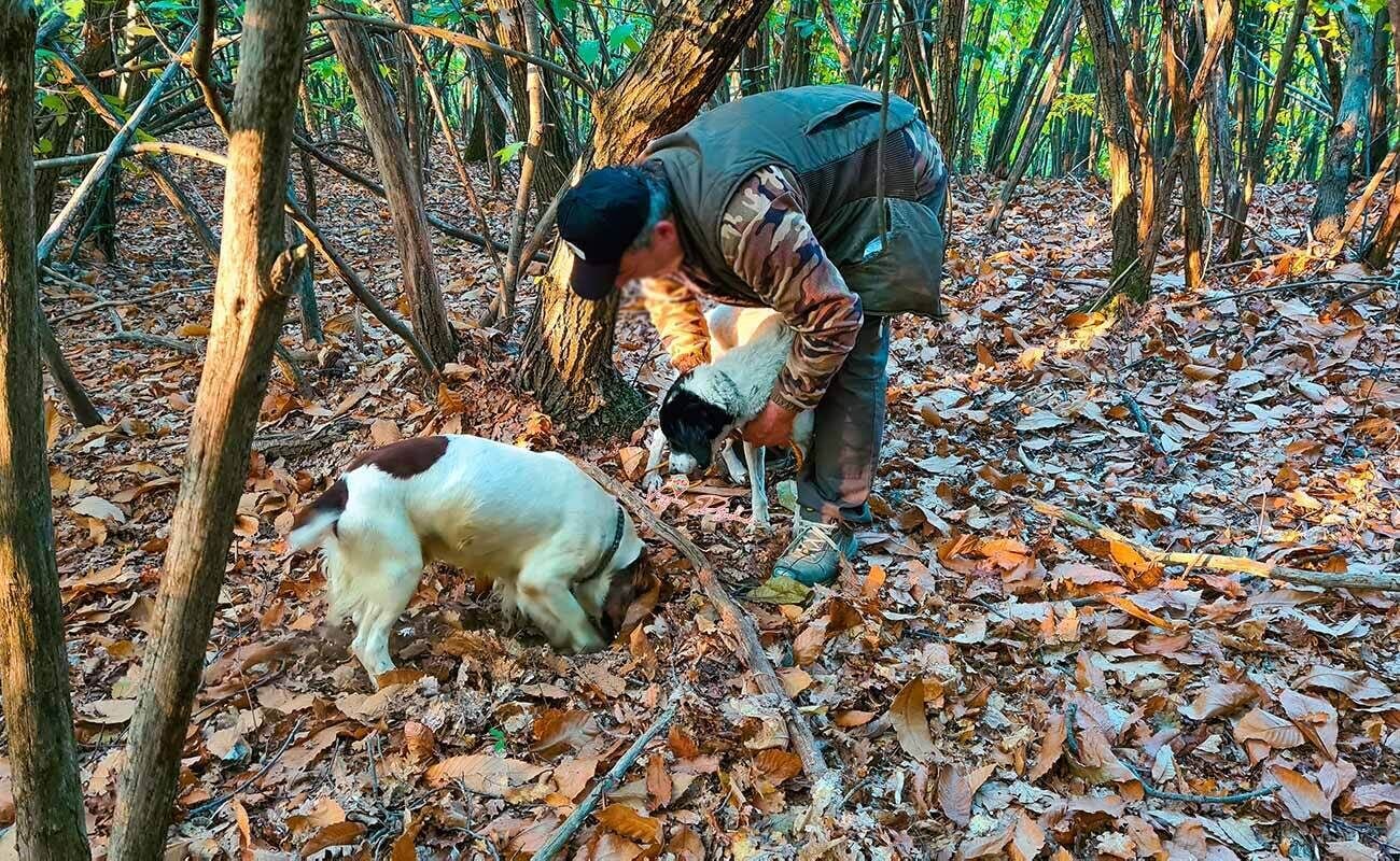A person in a forested area with a dog.