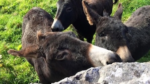 A group of donkeys in a grassy field. - Ballyvaughan No 7 (Ballyvaughan)