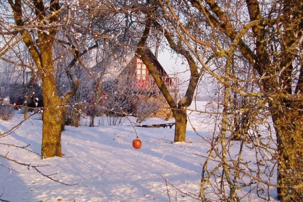Barn view through orchard
