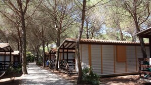 Una hilera de cabañas con techos de tejas, rodeadas de árboles.