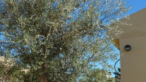 Two wicker lounge chairs with cushions, positioned on a gravel surface with a large olive tree in the background. - Guesthouse -El campello-Alacant (El Campello)