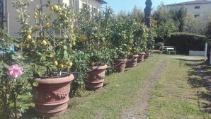 A row of potted lemon trees in a garden area with a pathway. - Butterfly house. Apartment in Villa. Shared swimming pool and large park (Torre del Lago Puccini)