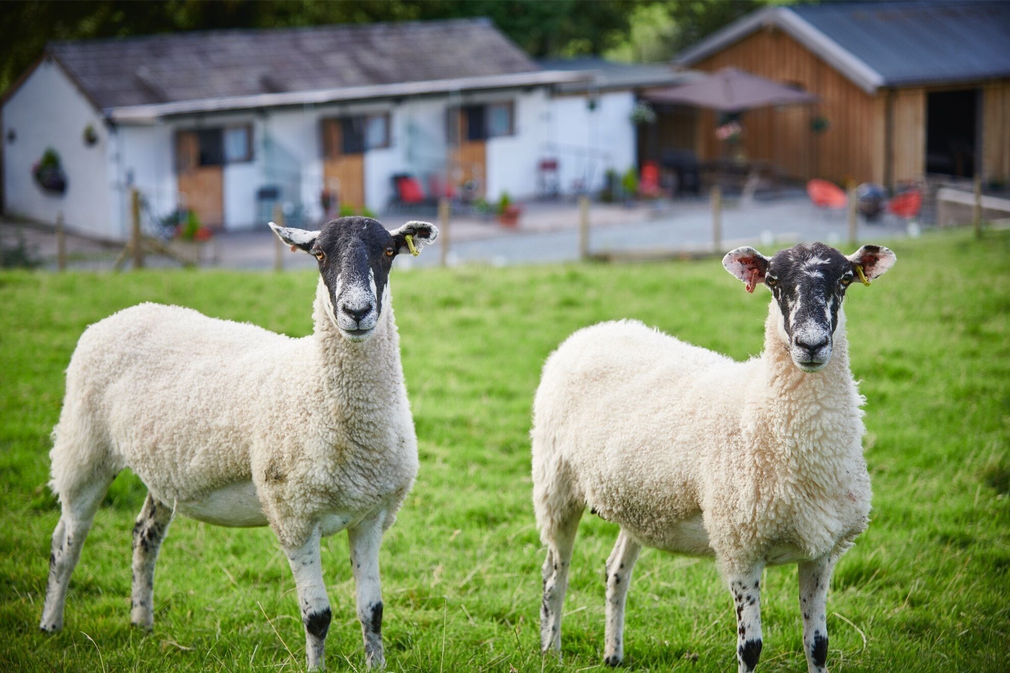 Two sheep standing in a grassy field with a building in the background.