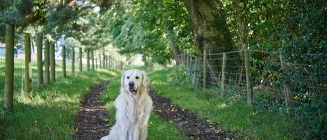 A dog sitting on a dirt path surrounded by greenery and a wire fence.