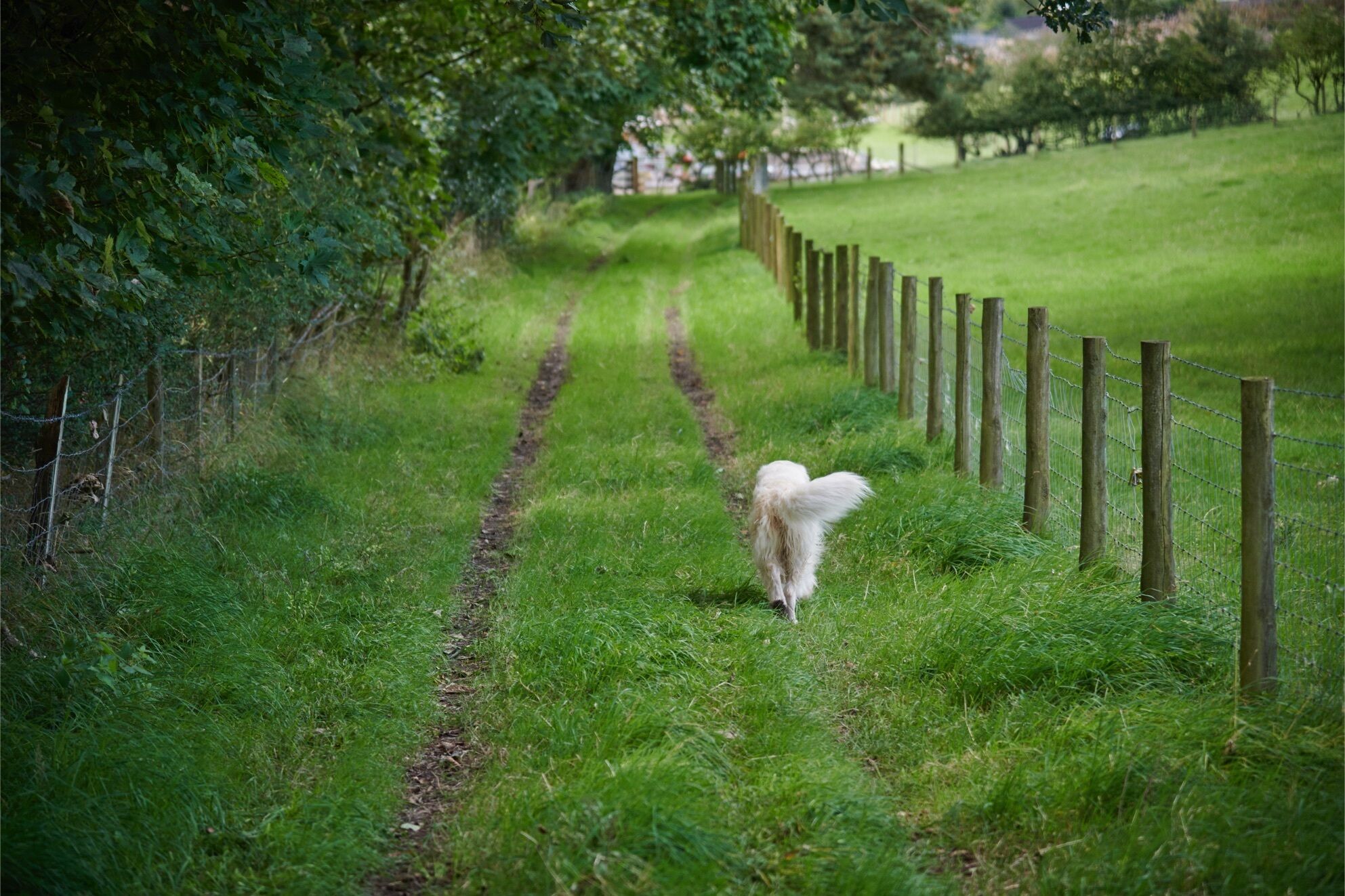 A dog walking along a grassy path bordered by a wooden fence.