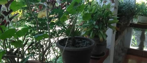 Jardin