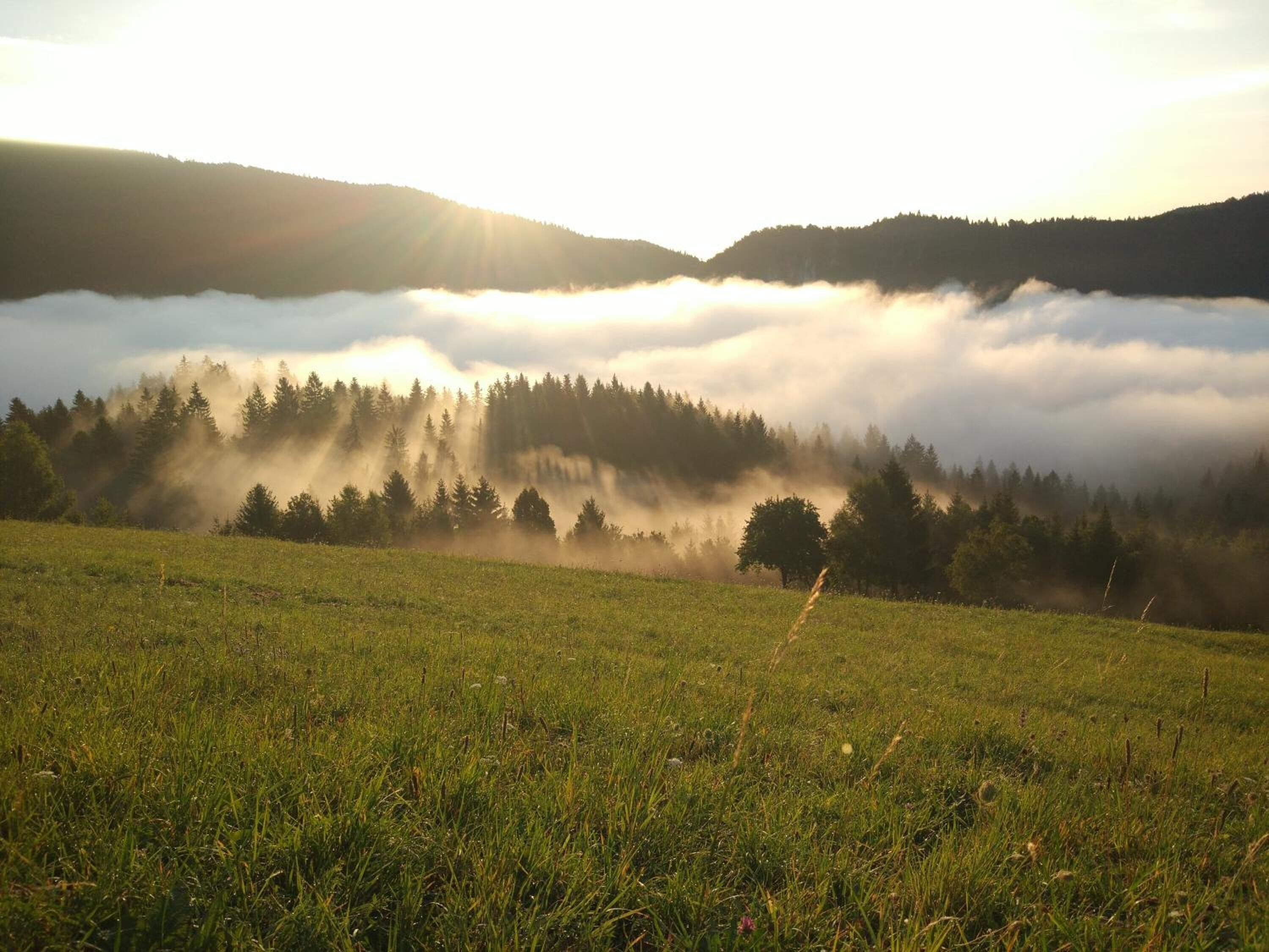 A grassy field with a forested hill in the background.