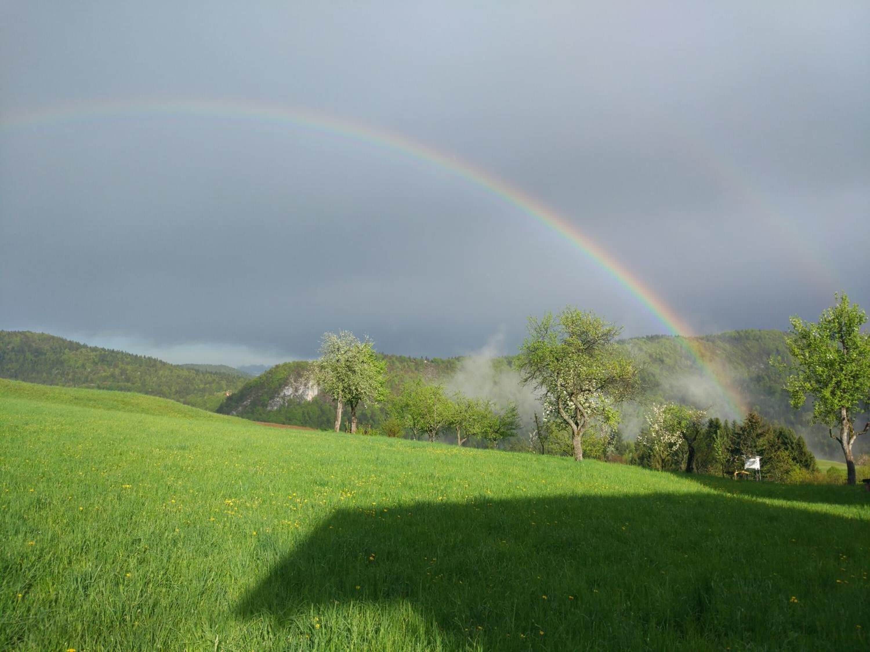 A grassy field with a rainbow and trees.