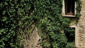A stone building with ivy-covered walls and two small windows. - Palazzo Mazziotti (Pollica)