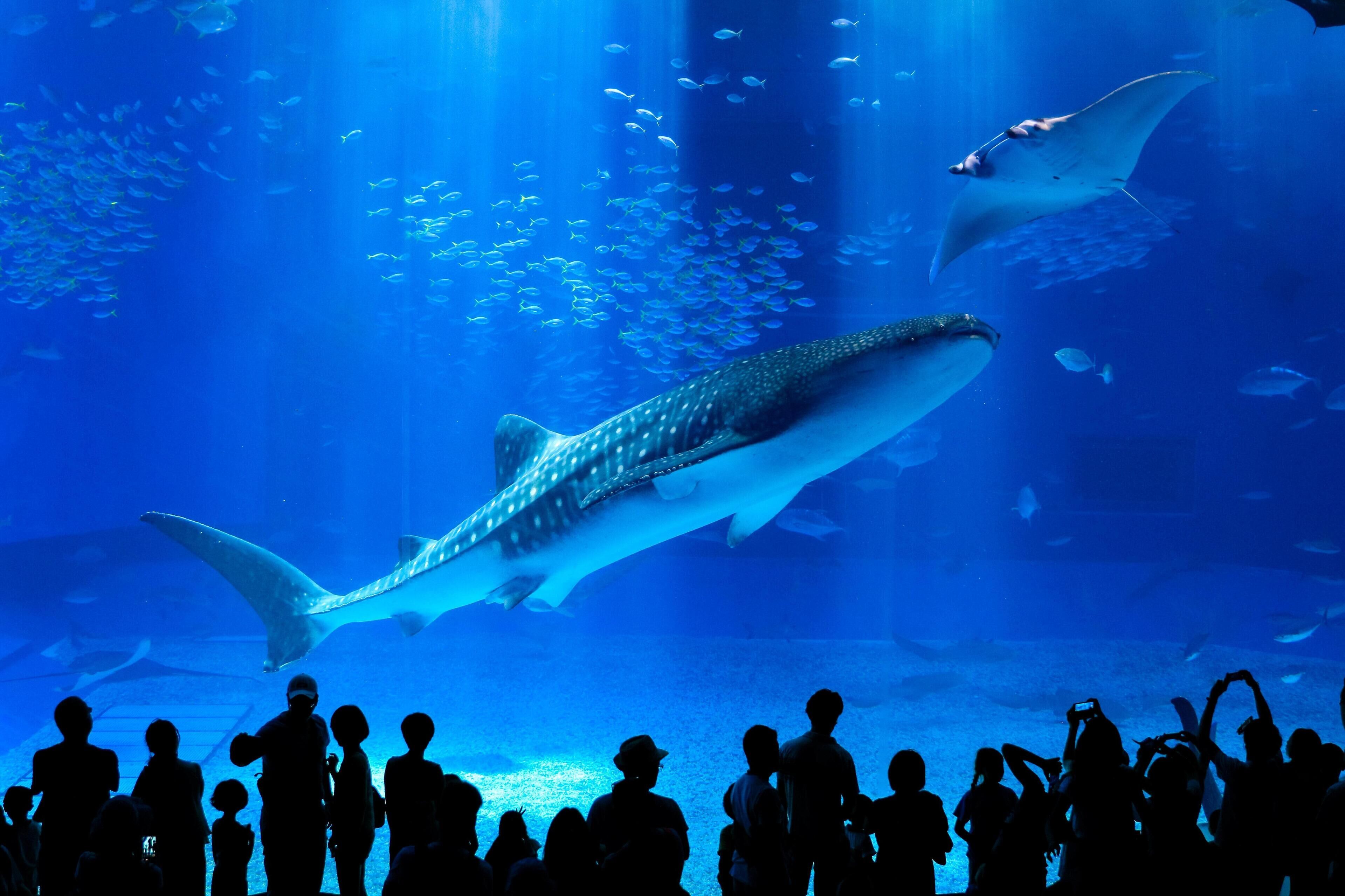 Un acuario con grandes animales marinos, incluyendo un tiburón ballena, rodeado de espectadores.