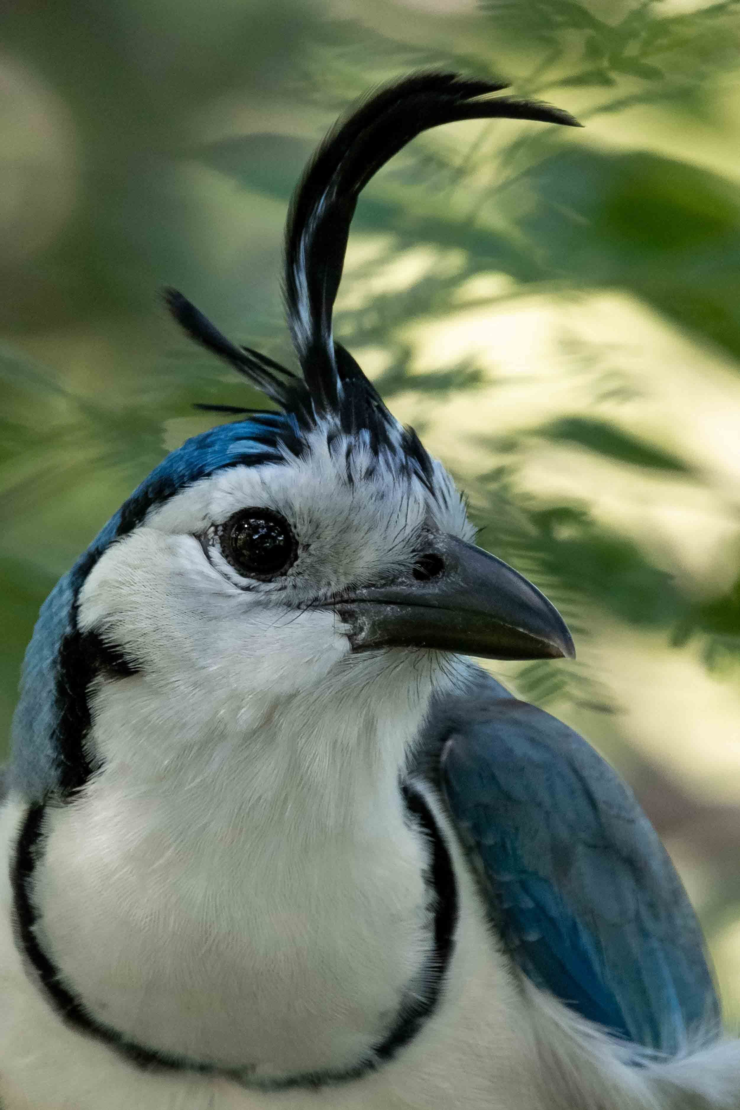Primer plano de un ave con plumas azules y blancas y una llamativa cresta negra.