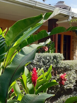 Garden - Posada Gema de Copán (Santa Rosa Copan)