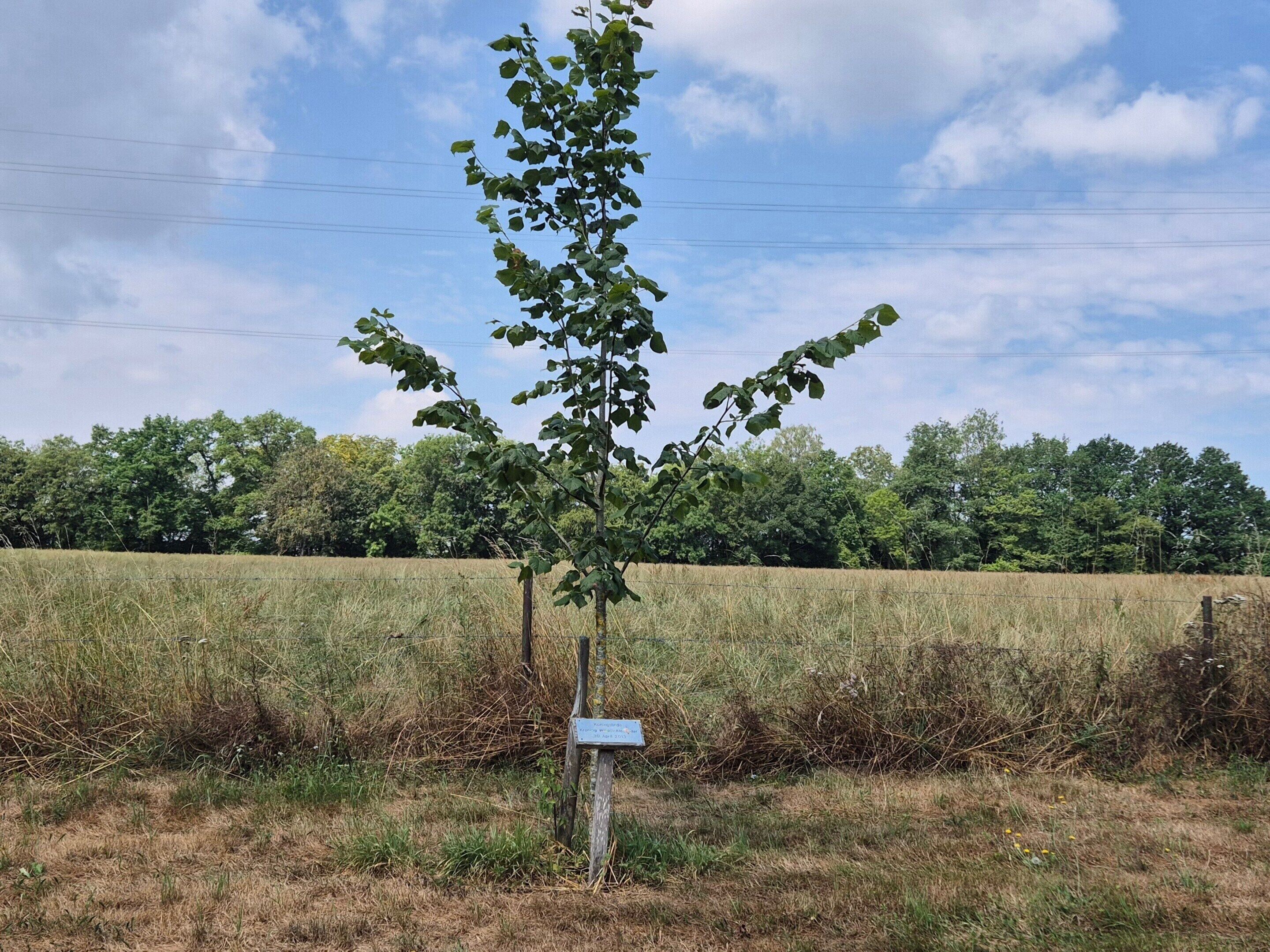 Un arbre avec un panneau dans un champ herbeux, avec une clôture et d’autres arbres en arrière-plan.