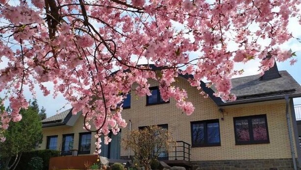 A residential building with a brick facade, a stone pathway, and a cherry blossom tree in the foreground. - Apartment in Weywertz Near Ski Slopes (Buetgenbach)