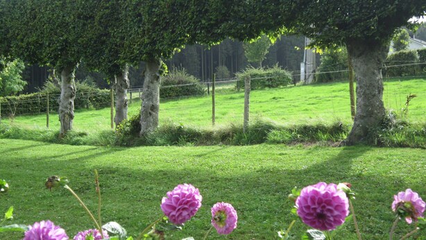 Un campo cubierto de hierba con árboles y una valla.