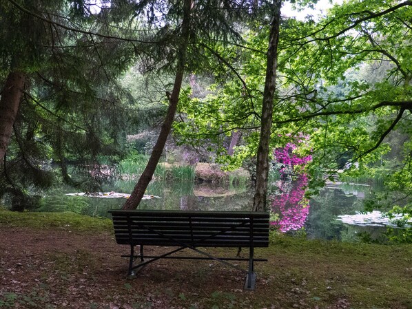 A bench in a park with dense trees and a pond in the background.